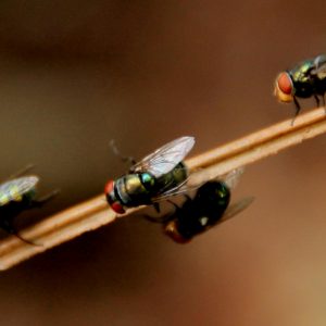 Woodtox er et middel som virker mot mit, morr, blåbukk og stripet borebille